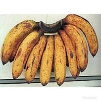 Gambar buah pisang barangan dari GardenCempaka Kota Administrasi Jakarta Timur 1 Tokopedia