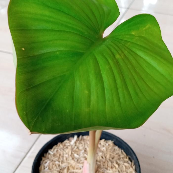 Gambar tanaman hias homalomena hijau dari ladangtanamanstore Kota Depok Tokopedia