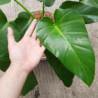 Gambar Promo tanaman hias philodendron marbel - philo marbel dari Mega Kreasi Artificial Custom Kota Depok 3 Tokopedia