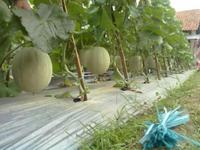 Gambar Benih-Bibit Melon Gracia F1 (Cap Panah Merah) dari benihkita Kota Depok 4 Tokopedia