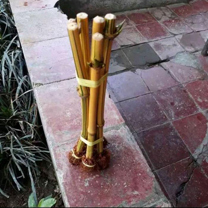 Gambar tanaman bambu kuning ampel dari novytaman Kab. Bogor Tokopedia