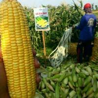 Gambar Benih-Bibit Jagung Manis Golden Boy (BISI) dari benihkita Kota Depok 3 Tokopedia