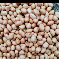 Gambar kacang tanah tuban 1kg 8mm dari berkah jaya MM Kota Bandung 1 Tokopedia