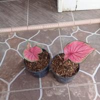 Gambar tanaman hias Pohon keladi caladium red jaguar dari taman hias lisflower Kab. Bogor 2 Tokopedia