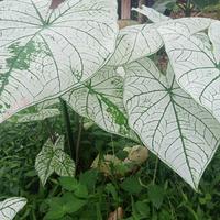 Gambar tanaman hias keladi putih white caladium dari Akhsan55 Kab. Sukabumi 3 Tokopedia