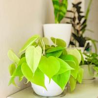 Gambar tanaman hias philodendron lemon lime+pot putih dari Shlikongpoy Flora Kota Administrasi Jakarta Utara 1 Tokopedia