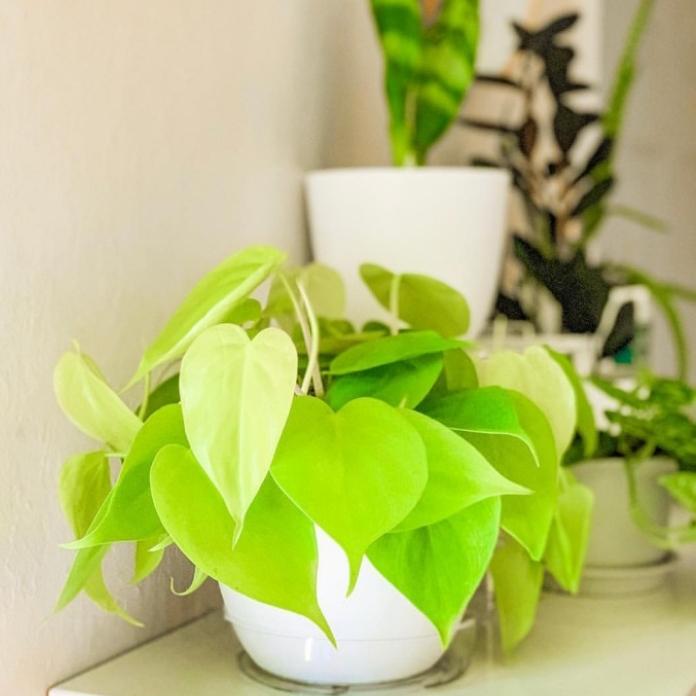 Gambar tanaman hias philodendron lemon lime+pot putih dari Shlikongpoy Flora Kota Administrasi Jakarta Utara Tokopedia
