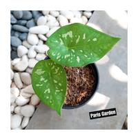 Gambar TANAMAN HIAS KELADI ARMY CALADIUM ARMY - BIBIT TANAMAN KELADI ARMI dari Paris Garden Kab. Bogor 3 Tokopedia