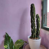 Gambar tanaman hias kaktus monster + pot tawon dari Gogreen plants Kota Administrasi Jakarta Utara 3 Tokopedia