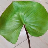 Gambar tanaman hias homalomena hijau dari ladangtanamanstore Kota Depok 3 Tokopedia