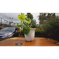 Gambar philo / philodendron grazielae / tanaman indoor / tanaman hias dari Gadingflorist Kota Administrasi Jakarta Utara 4 Tokopedia