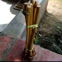 Gambar tanaman bambu kuning ampel dari novytaman Kab. Bogor 3 Tokopedia