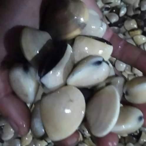 Gambar kerang tahu dijamin segar per 1000gr dari sihusapistore Jakarta Barat Tokopedia