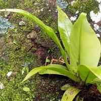 Gambar tanaman hias Kadaka Mini Hias dari Naturegreen Kab. Pangandaran 5 Tokopedia