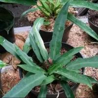 Gambar tanaman hias philo gergaji rumpun mini dari Zena Plant Shop Kab. Bogor 2 Tokopedia