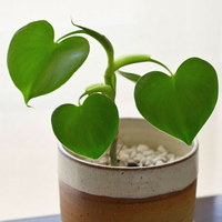 Gambar philo / philodendron grazielae / tanaman indoor / tanaman hias dari Gadingflorist Kota Administrasi Jakarta Utara 1 Tokopedia