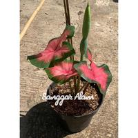 Gambar tanaman hias caladium api heart / tanaman hias caladium + pot dari SANGGAR ALAM_NEW Kota Administrasi Jakarta Utara 1 Tokopedia
