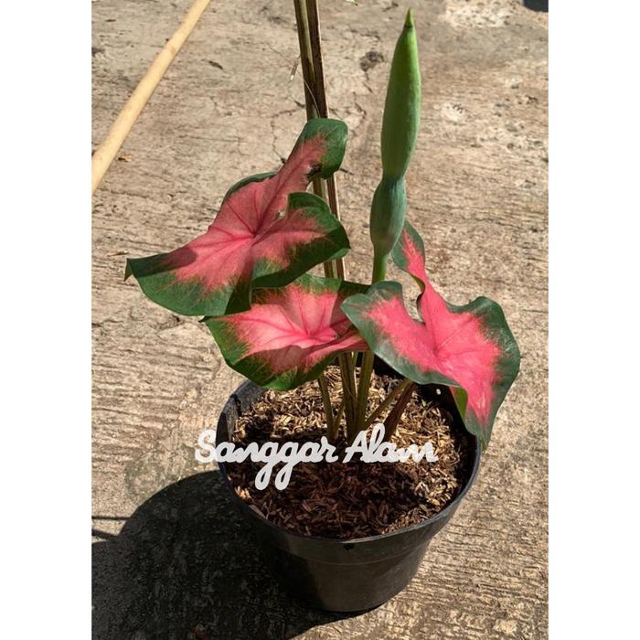 Gambar tanaman hias caladium api heart / tanaman hias caladium + pot dari SANGGAR ALAM_NEW Kota Administrasi Jakarta Utara Tokopedia