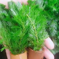 Gambar cabomba green tanaman aquascape dari Aquaticfarm Kab. Bogor 2 Tokopedia