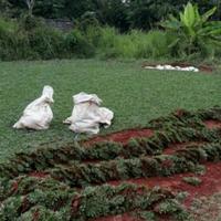 Gambar rumput gajah mini 1x1 meter dari kharapedia Kota Depok 3 Tokopedia
