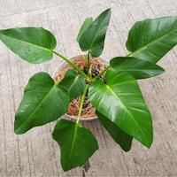 Gambar Promo tanaman hias philodendron marbel - philo marbel dari Mega Kreasi Artificial Custom Kota Depok 1 Tokopedia