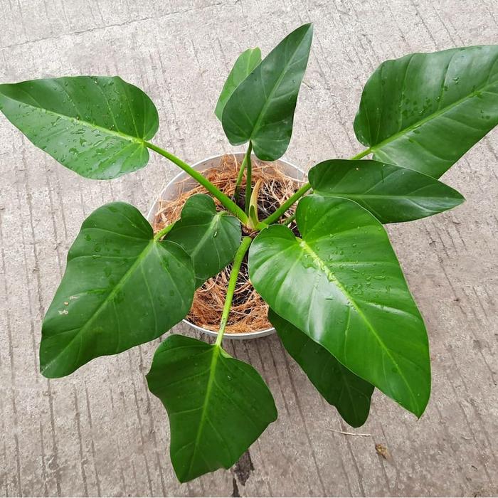 Gambar Promo tanaman hias philodendron marbel - philo marbel dari Mega Kreasi Artificial Custom Kota Depok Tokopedia