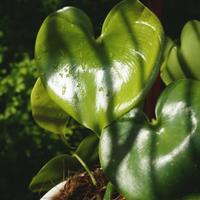Gambar philo / philodendron grazielae / tanaman indoor / tanaman hias dari Gadingflorist Kota Administrasi Jakarta Utara 2 Tokopedia