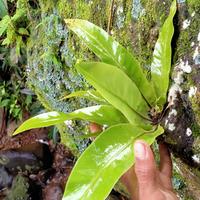 Gambar tanaman hias Kadaka Mini Hias dari Naturegreen Kab. Pangandaran 2 Tokopedia