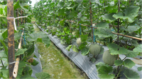 Gambar Benih-Bibit Melon Gracia F1 (Cap Panah Merah) dari benihkita Kota Depok 5 Tokopedia