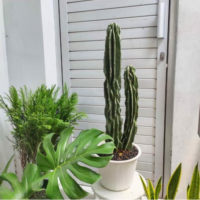 Gambar tanaman hias kaktus monster + pot tawon dari Gogreen plants Kota Administrasi Jakarta Utara Tokopedia