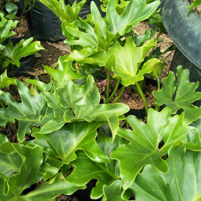 Gambar tanaman philodendron jari/philo selloum/ dari Adventist nursery Jakarta Timur Tokopedia
