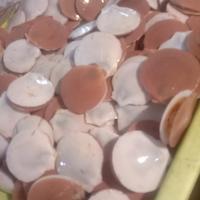 Gambar kerang simping dijamin segar per 1000gram dari sihusapistore Jakarta Barat 1 Tokopedia