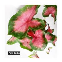 Gambar TANAMAN HIAS CALADIUM PINK - KELADI PINK LOVE - BIBIT TANAMAN KELADI dari Paris Garden Kab. Bogor 1 Tokopedia