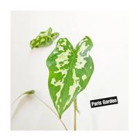 Gambar TANAMAN HIAS KELADI ARMY CALADIUM ARMY - BIBIT TANAMAN KELADI ARMI dari Paris Garden Kab. Bogor 1 Tokopedia