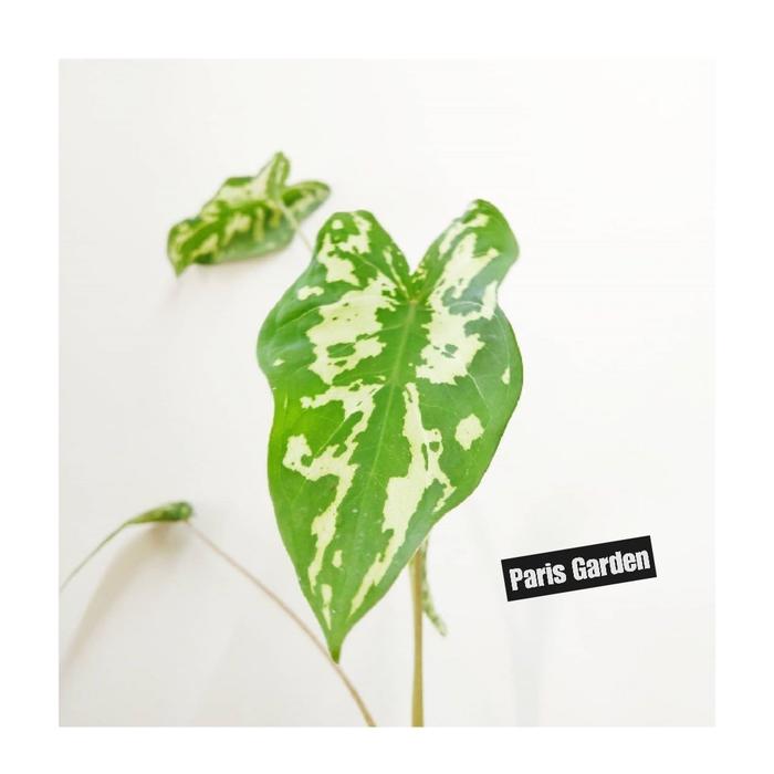 Gambar TANAMAN HIAS KELADI ARMY CALADIUM ARMY - BIBIT TANAMAN KELADI ARMI dari Paris Garden Kab. Bogor Tokopedia