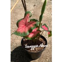 Gambar tanaman hias caladium api heart / tanaman hias caladium + pot dari SANGGAR ALAM_NEW Kota Administrasi Jakarta Utara 3 Tokopedia