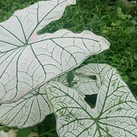 Gambar tanaman hias keladi putih white caladium dari Akhsan55 Kab. Sukabumi 2 Tokopedia