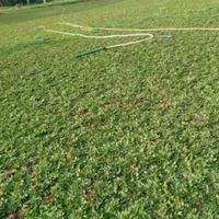 Gambar rumput gajah mini 1x1 meter dari kharapedia Kota Depok 2 Tokopedia