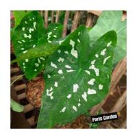Gambar TANAMAN HIAS KELADI ARMY CALADIUM ARMY - BIBIT TANAMAN KELADI ARMI dari Paris Garden Kab. Bogor 4 Tokopedia