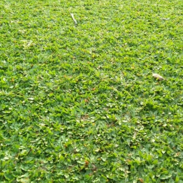 Gambar rumput gajah mini 1x1 meter dari kharapedia Kota Depok Tokopedia