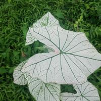 Gambar tanaman hias keladi putih white caladium dari Akhsan55 Kab. Sukabumi 1 Tokopedia