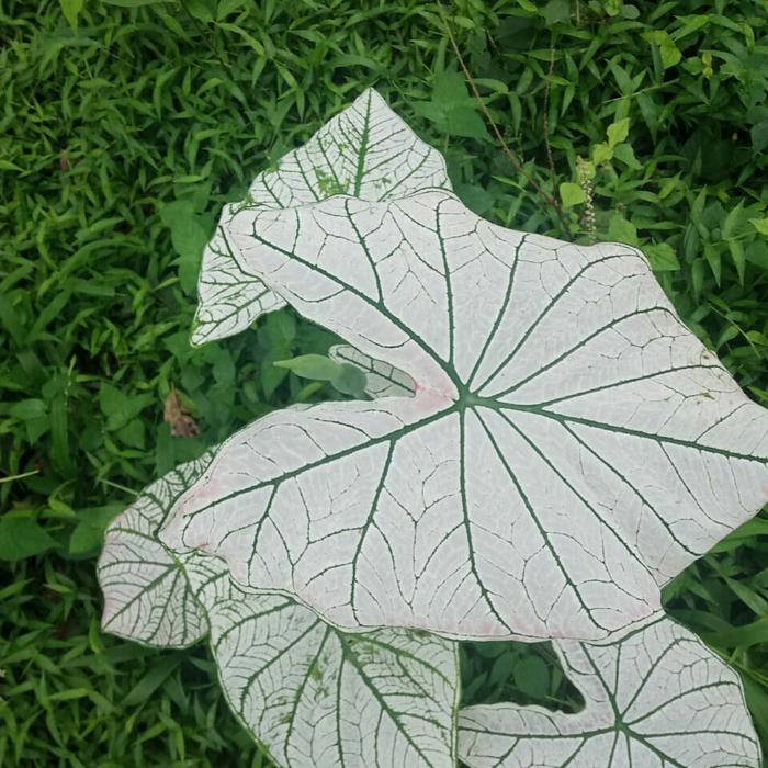 Gambar tanaman hias keladi putih white caladium dari Akhsan55 Kab. Sukabumi Tokopedia