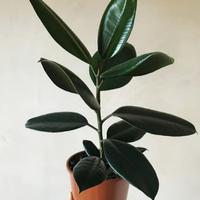 Gambar tanaman hias karet kebo dari kharapedia Kota Depok 1 Tokopedia