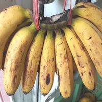 Gambar buah pisang barangan dari GardenCempaka Kota Administrasi Jakarta Timur 2 Tokopedia