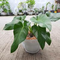 Gambar Promo tanaman hias philodendron marbel - philo marbel dari Mega Kreasi Artificial Custom Kota Depok 2 Tokopedia