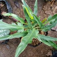 Gambar tanaman hias philo gergaji rumpun mini dari Zena Plant Shop Kab. Bogor 1 Tokopedia