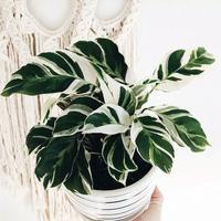 Gambar Calathea Tissue Variegata dari rizki garden Kab. Cianjur 3 Tokopedia