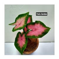 Gambar TANAMAN HIAS CALADIUM PINK - KELADI PINK LOVE - BIBIT TANAMAN KELADI dari Paris Garden Kab. Bogor 2 Tokopedia
