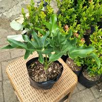 Gambar tanaman philodendron jari/philo selloum/ dari Adventist nursery Jakarta Timur 2 Tokopedia