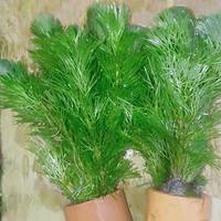 Gambar cabomba green tanaman aquascape dari Aquaticfarm Kab. Bogor 4 Tokopedia